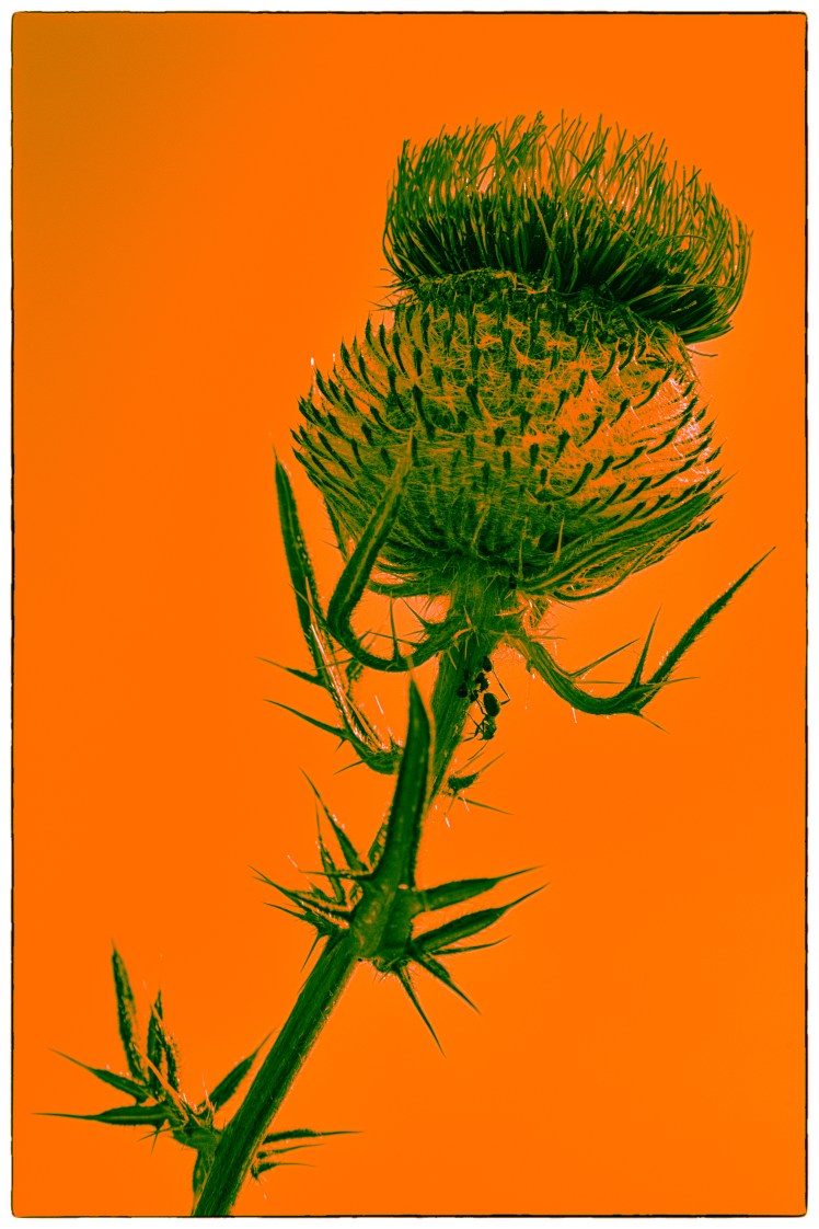 IMG_6039-Bearbeitet-2