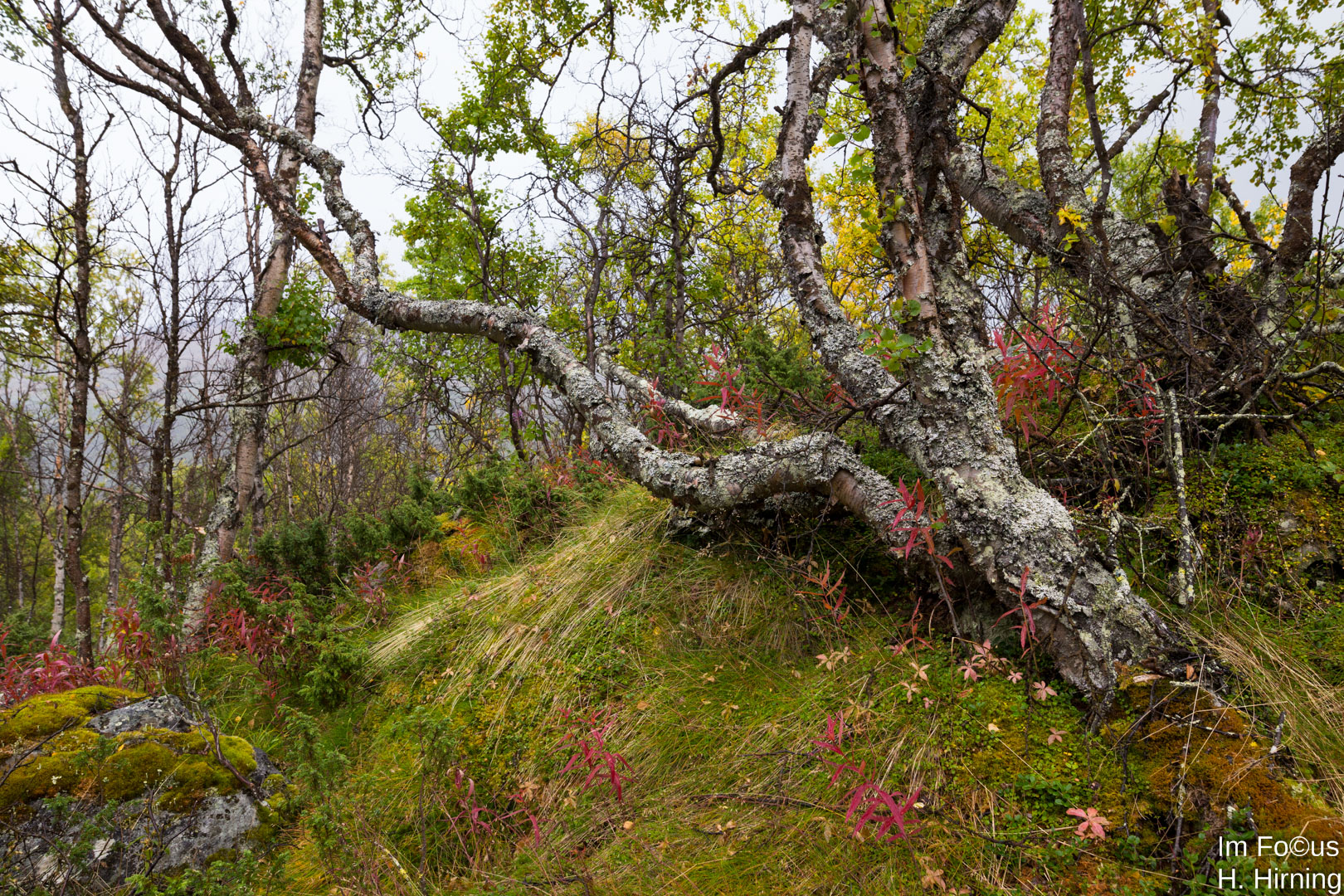 Krüppelbirken Dovrefjell