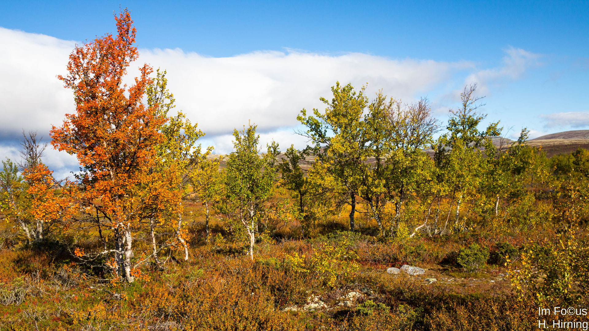 Birken, Rondane Nationalpark