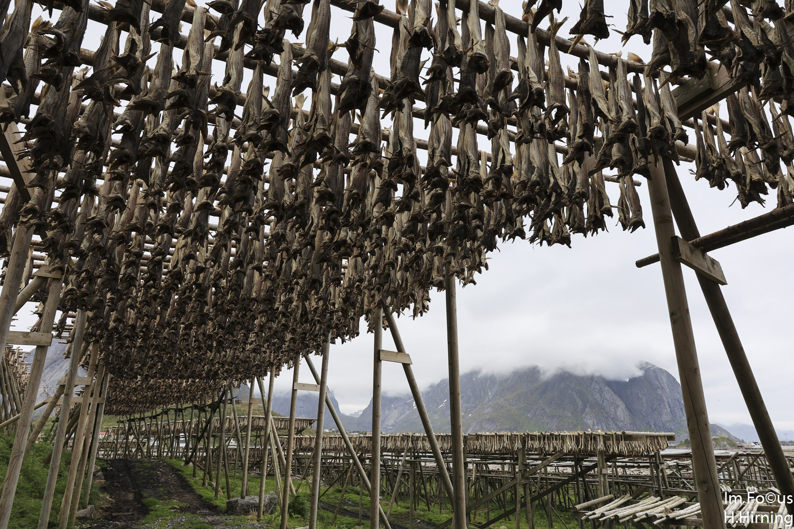 Stockfisch bei Reine, Lofoten