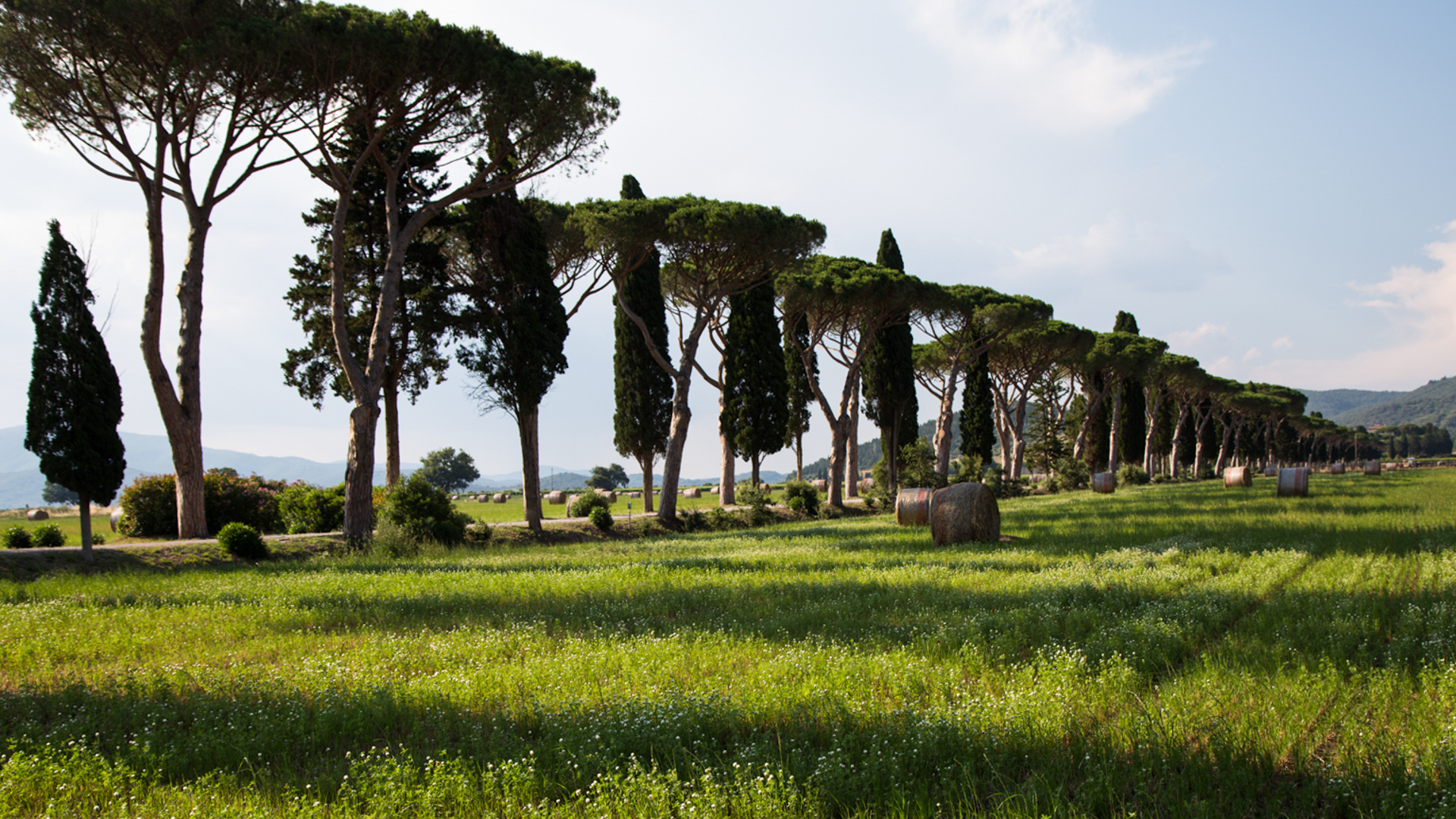 Allee bei Grosseto, Toskana